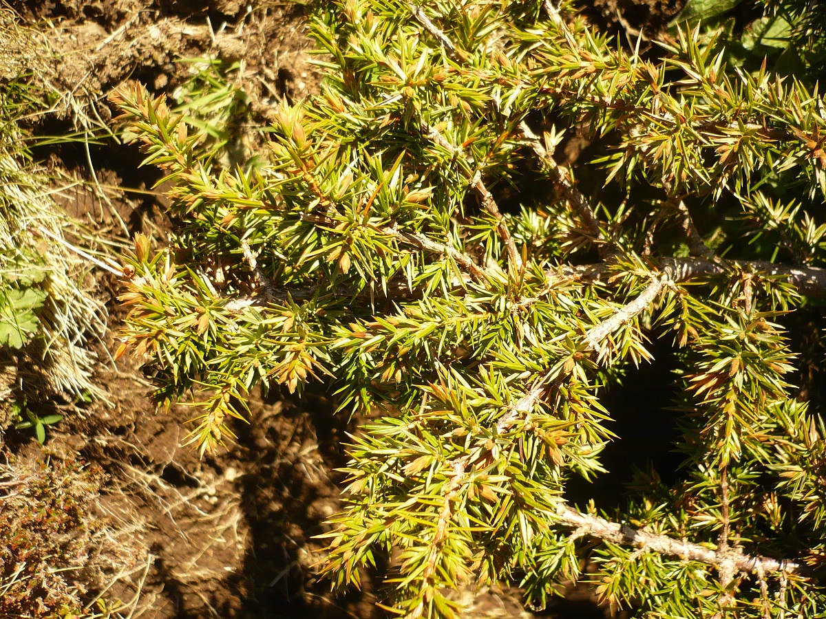Juniperus communis subsp. nana (Cupressaceae)